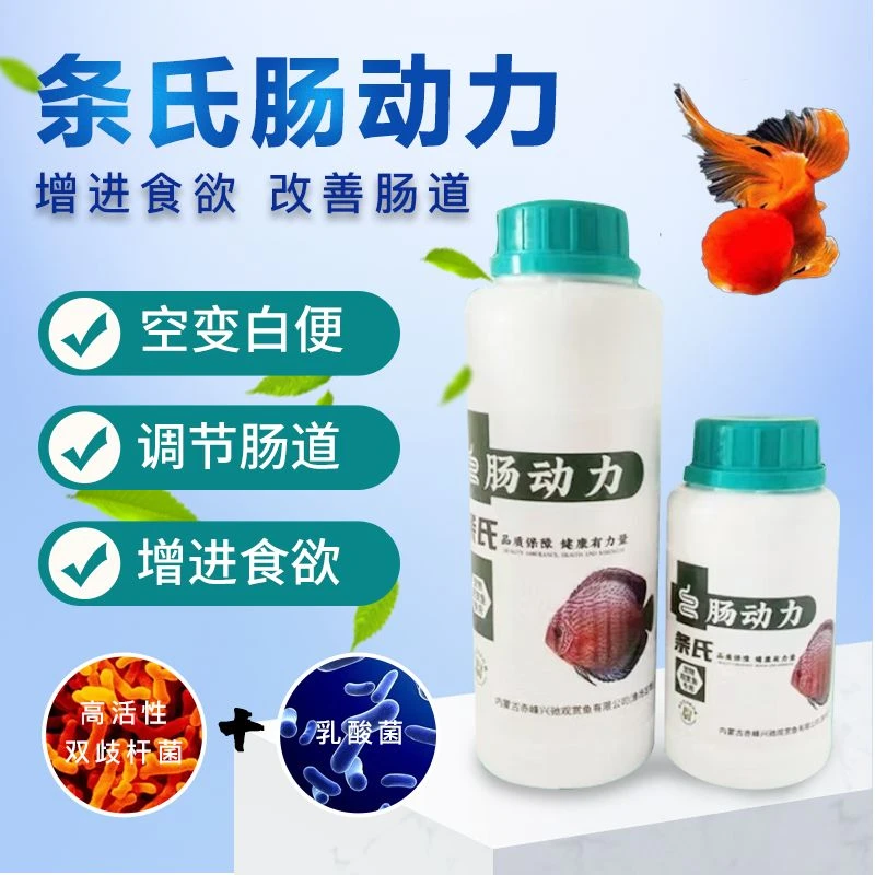 观赏鱼 肠动力 肠道益生菌淡水鱼缸海水缸 肠动力  肠炎白便家庭