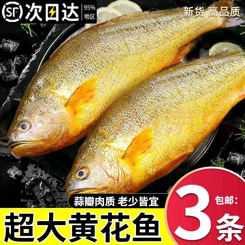 宁德深海黄花鱼鲜活速冻 鲜嫩不腥 大黄鱼一条一斤  顺丰冷链