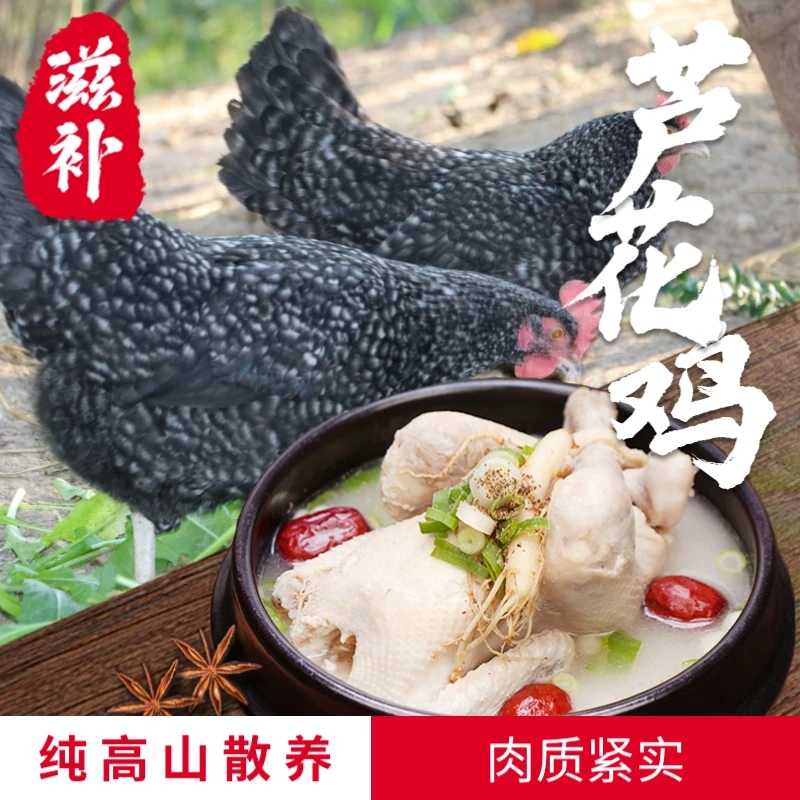 NONGRENDAMU/农人大木高山散养纯粮食喂养芦花鸡(土鸡)整只