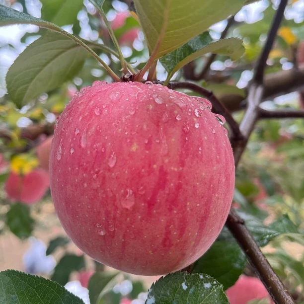 正宗陕西洛川苹果净重13斤24枚装应季苹果产地发货
