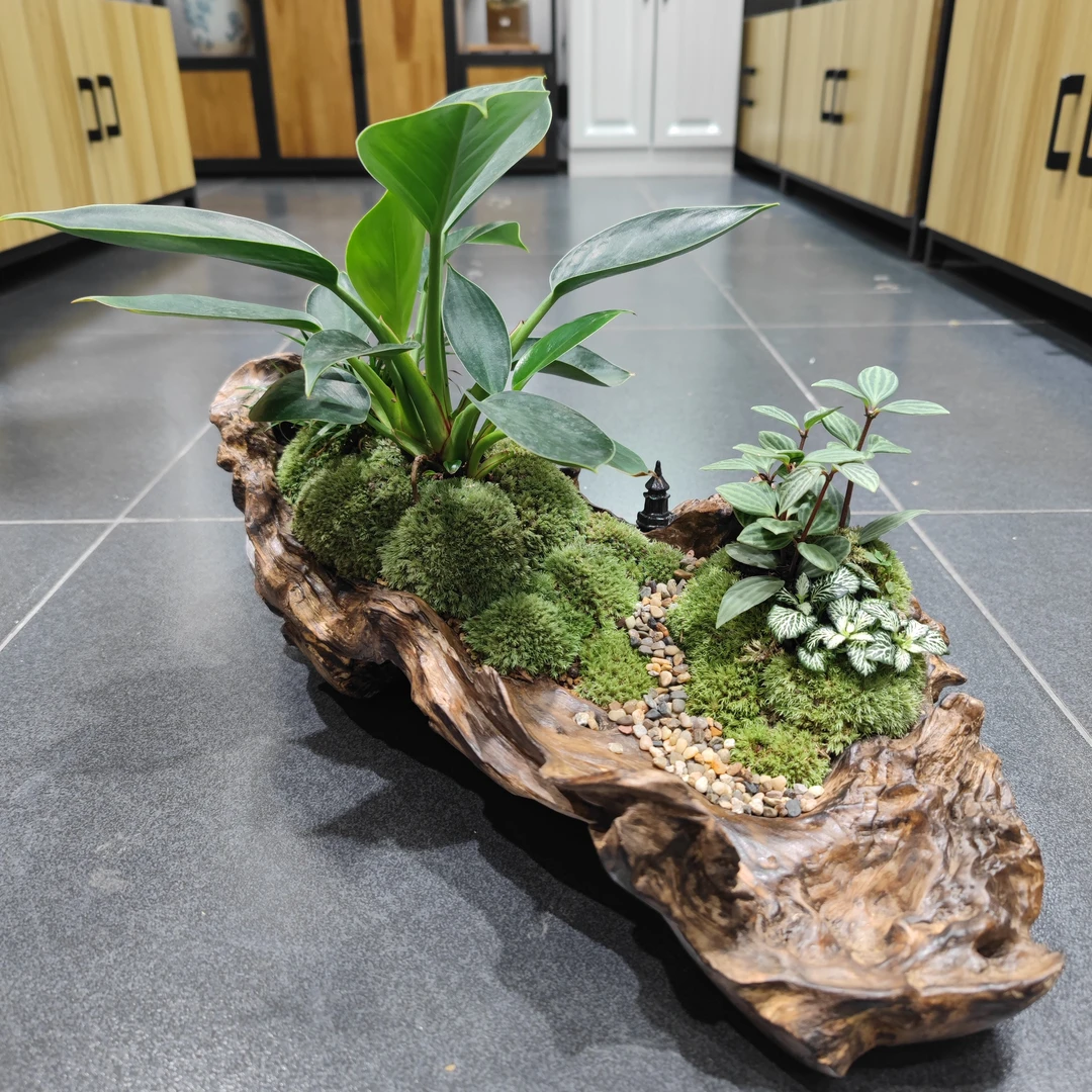 茶桌摆件办公室的景观根艺组合盆栽微景观送礼开业绿公主