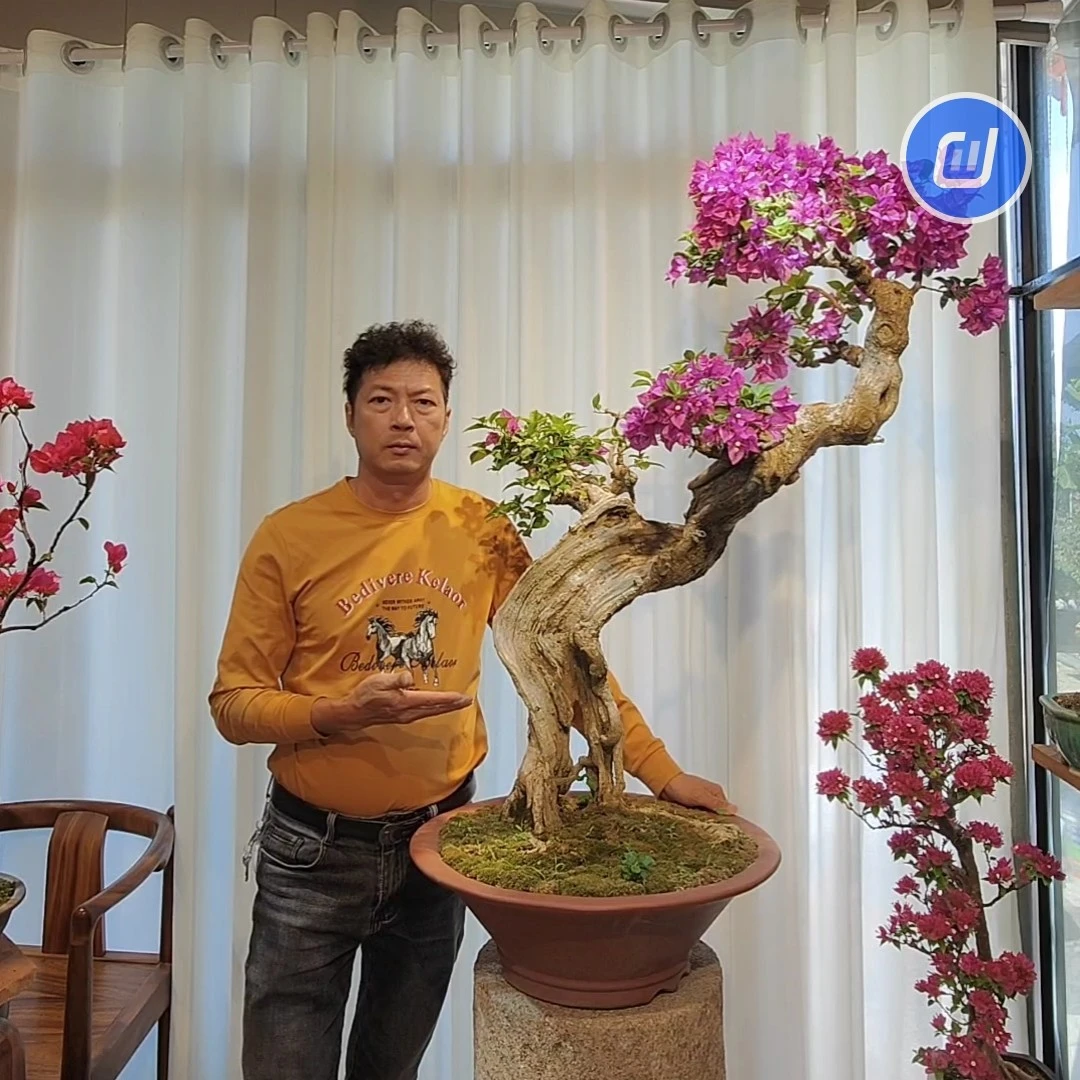 精品盆景小叶紫三角梅，年功老桩