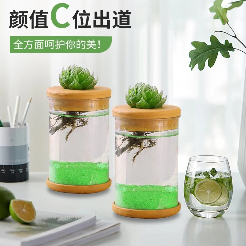 多肉水培玉露瓶植物小盆栽时尚精品稀有品种组合贵货肉肉室内好养