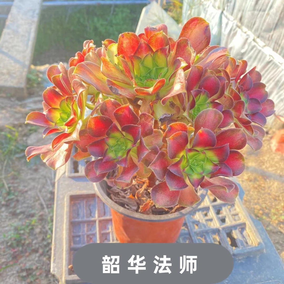 多精锦多头超大法师三仙多肉老桩法师老桩组合绿植花多肉植物