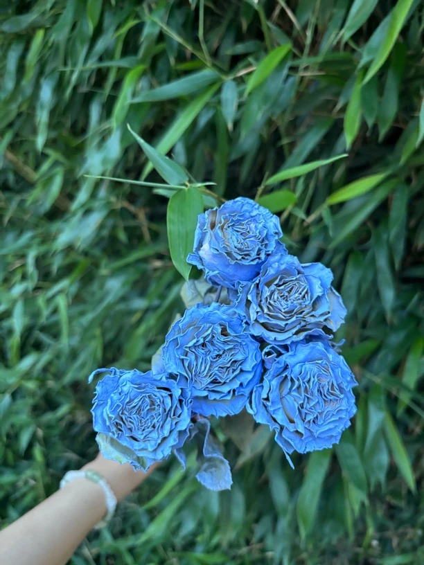 碎冰蓝干花喷色玫瑰