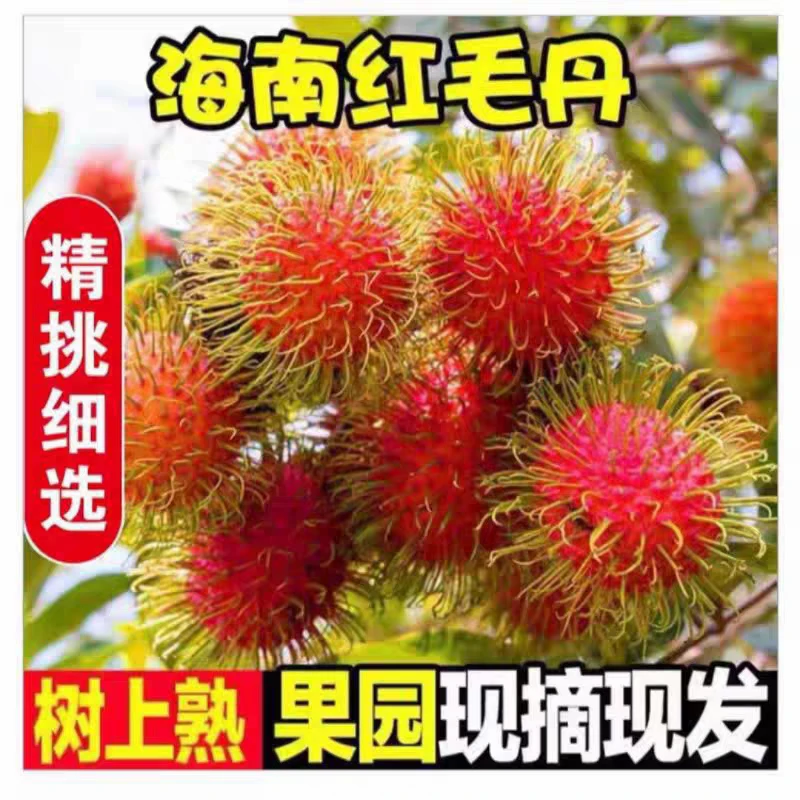 海南省内专拍 保亭红毛丹七号果 热带新鲜水果当季热卖 整箱发货