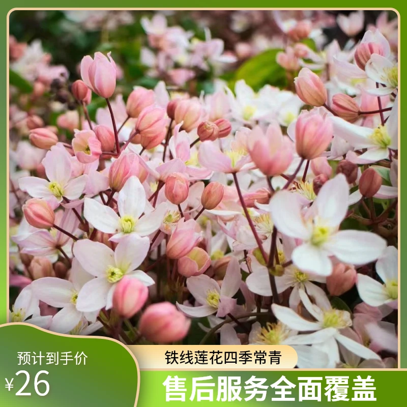 铁线莲苹果花四季常青庭院鲜花盆栽爬藤植物铁线莲花苗