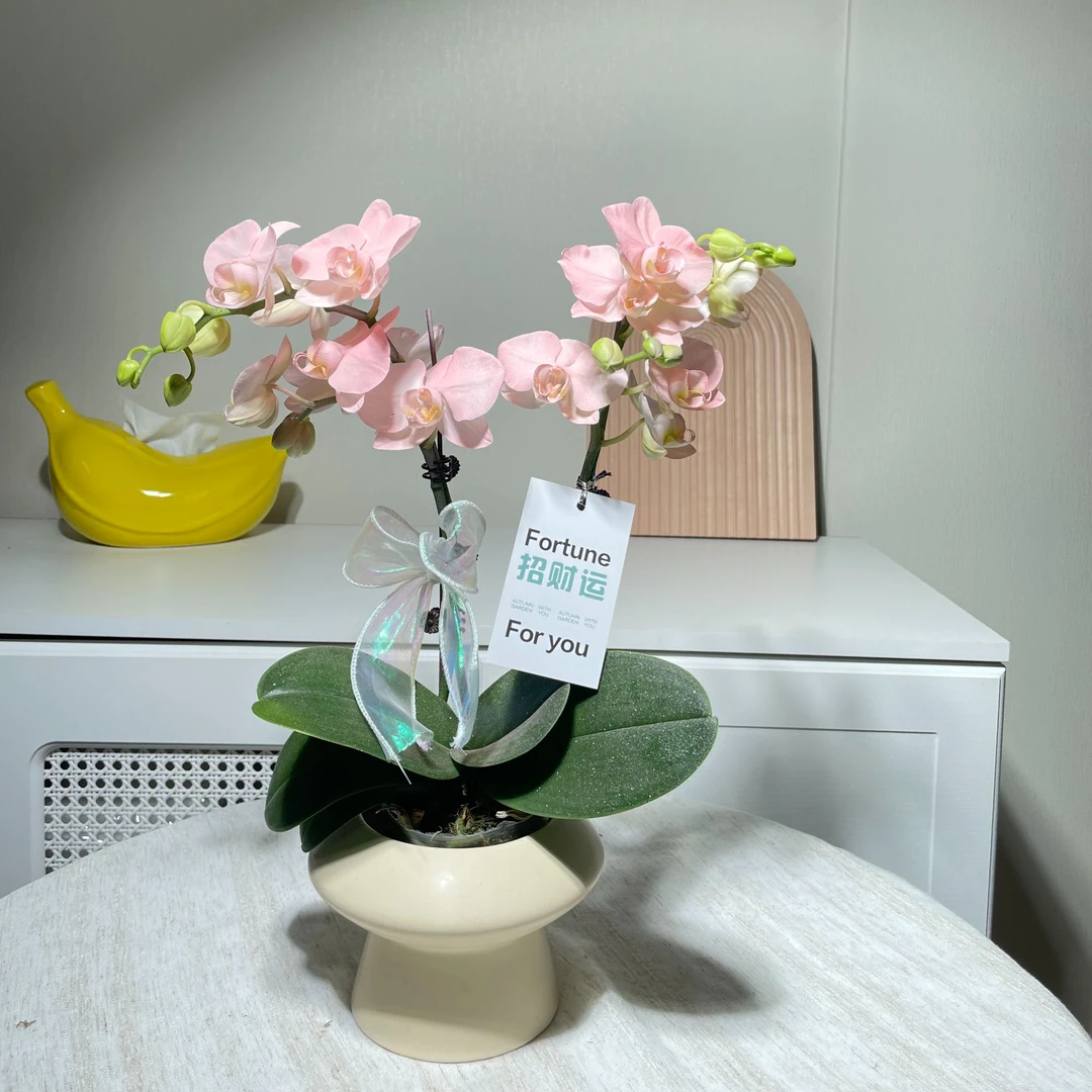 蝴蝶兰【火烈鸟】带花带花苞秋冬耐寒植物提取染色工艺四季开花