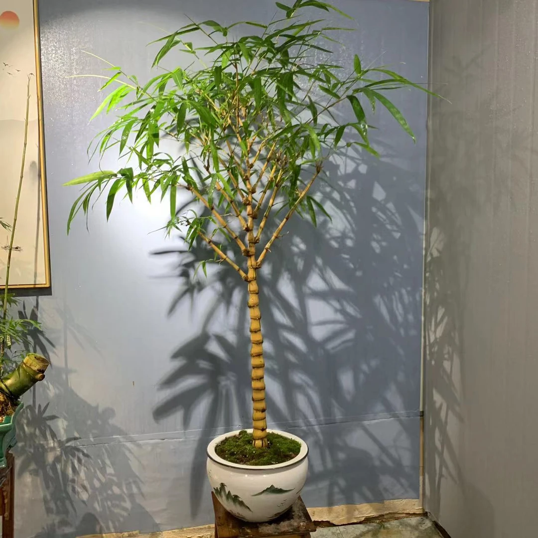 佛肚竹盆栽老桩四季常青植物办公室
