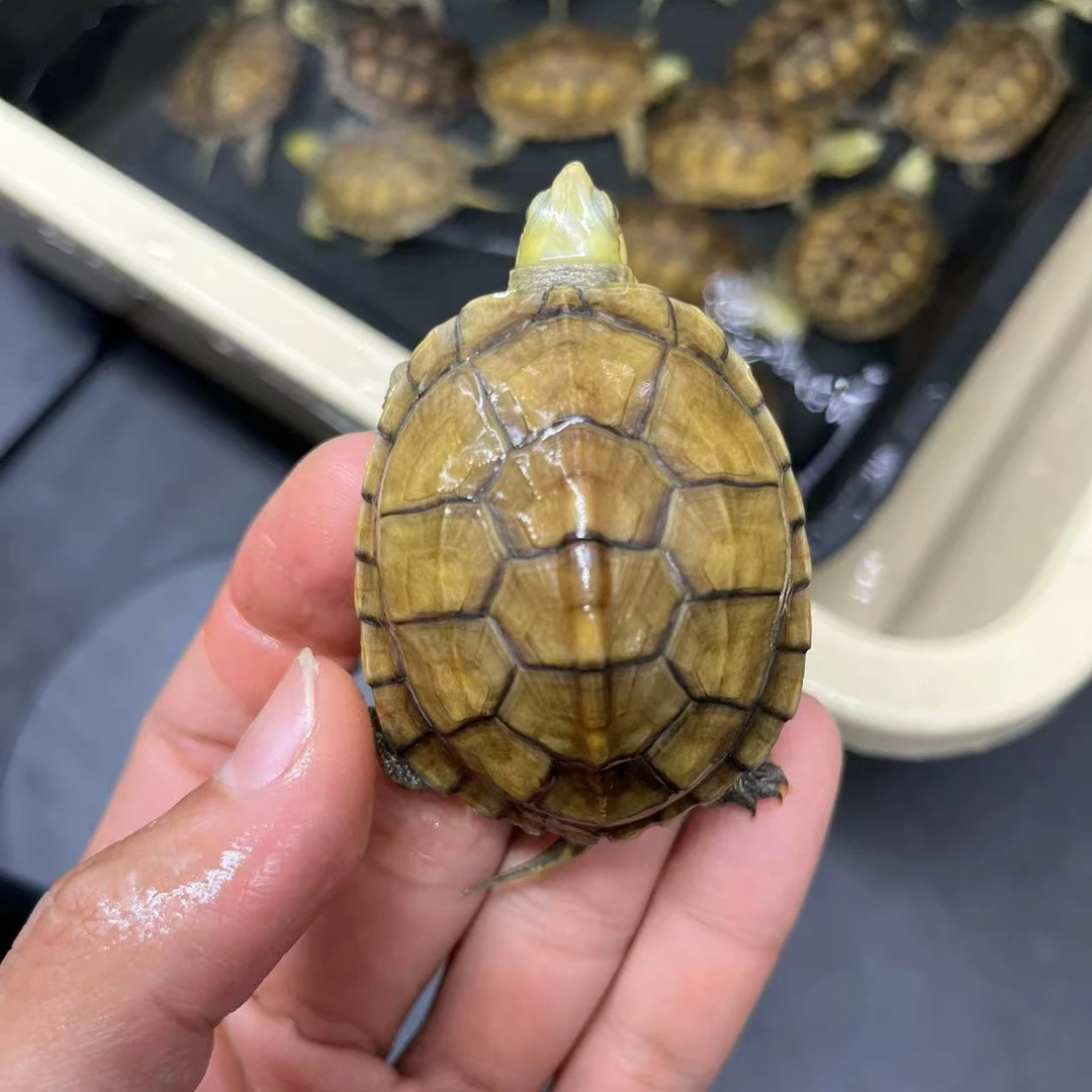 小青龟直播挑选观赏宠物龟乌龟新手龟入手龟好养乌龟鱼缸龟