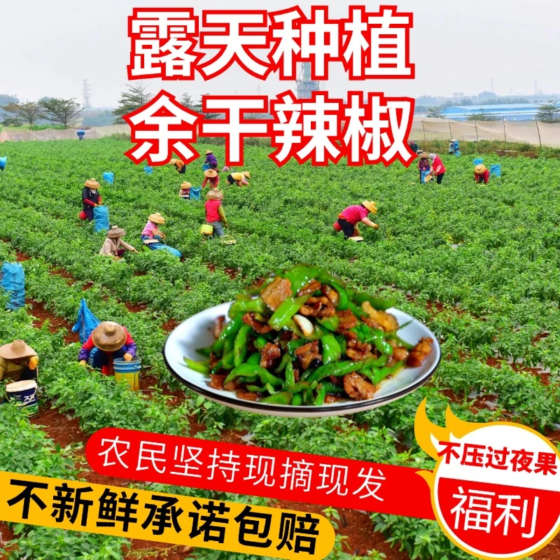 【现摘现发】余干辣椒现摘农家辣椒青椒爆辣特辣剁椒泡椒现摘香