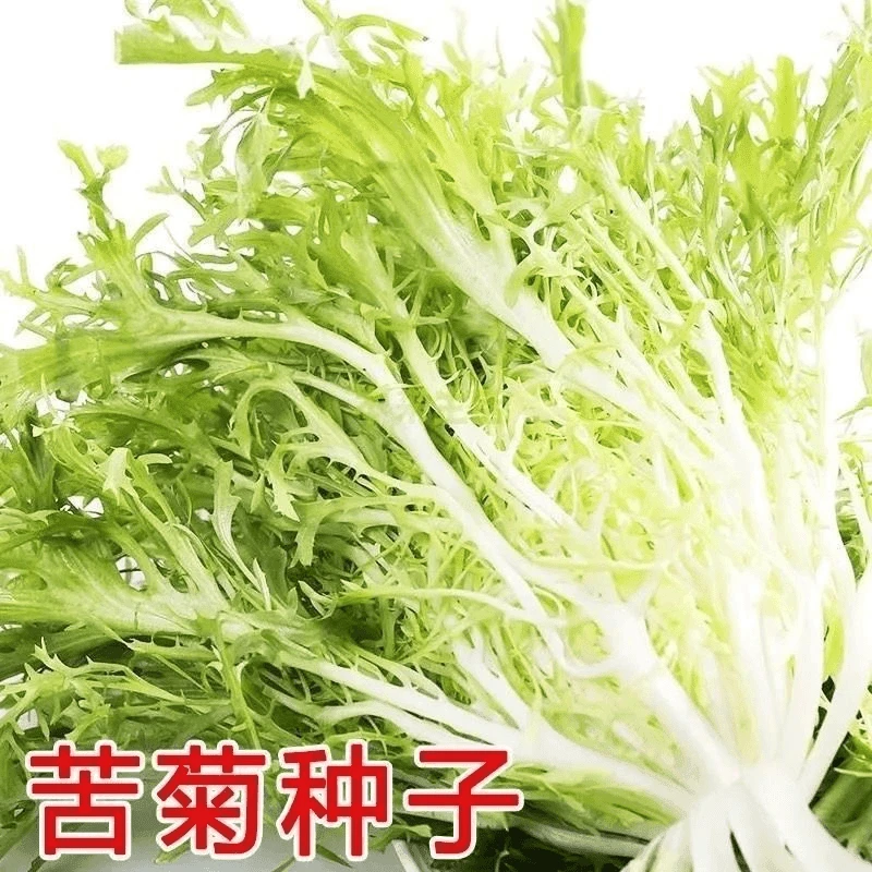 【全店满5包包邮】苦苣种子花叶苦菊菜种籽盆栽蔬菜种孑种籽春秋