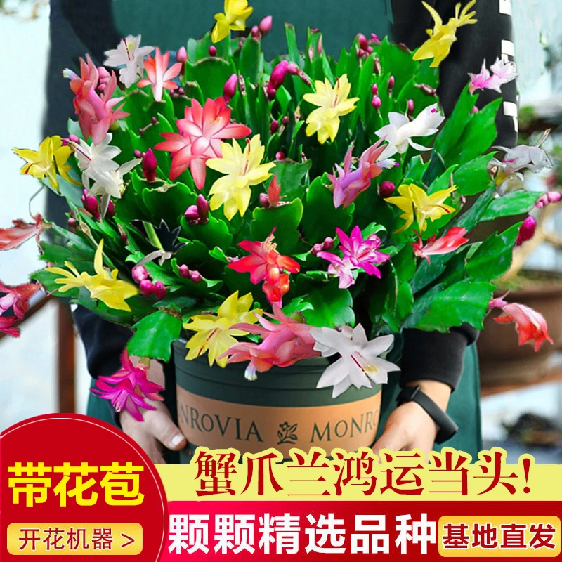 【三色蟹爪兰】盆栽带花苞多色四季花卉盆栽室内阳台观花多肉植物