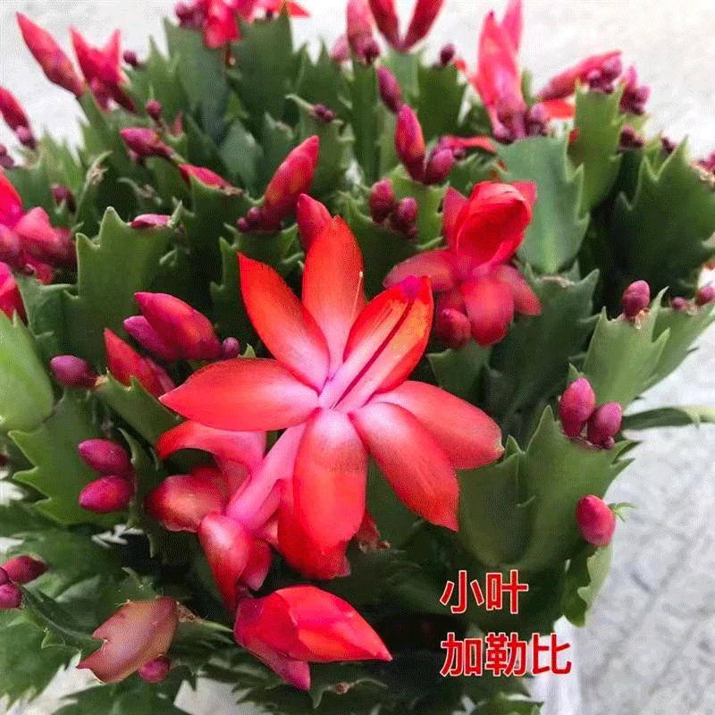 【巴西加勒比】重瓣大花蟹爪兰四季开花阳台绿植花卉盆栽室内花苞