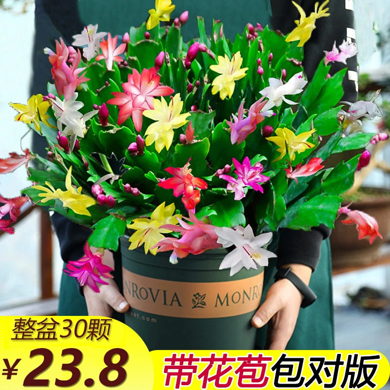 【带花苞】蟹爪兰花苗盆栽带盆多色四季开花重瓣多肉植物室内花卉