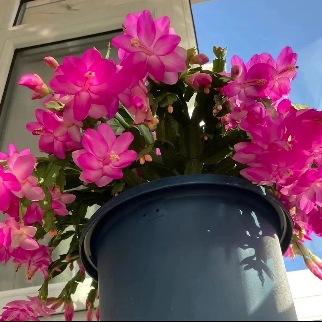 【贵妃紫】蟹爪兰盆栽带花苞大苗四季花卉盆栽室内阳台观花多肉植物