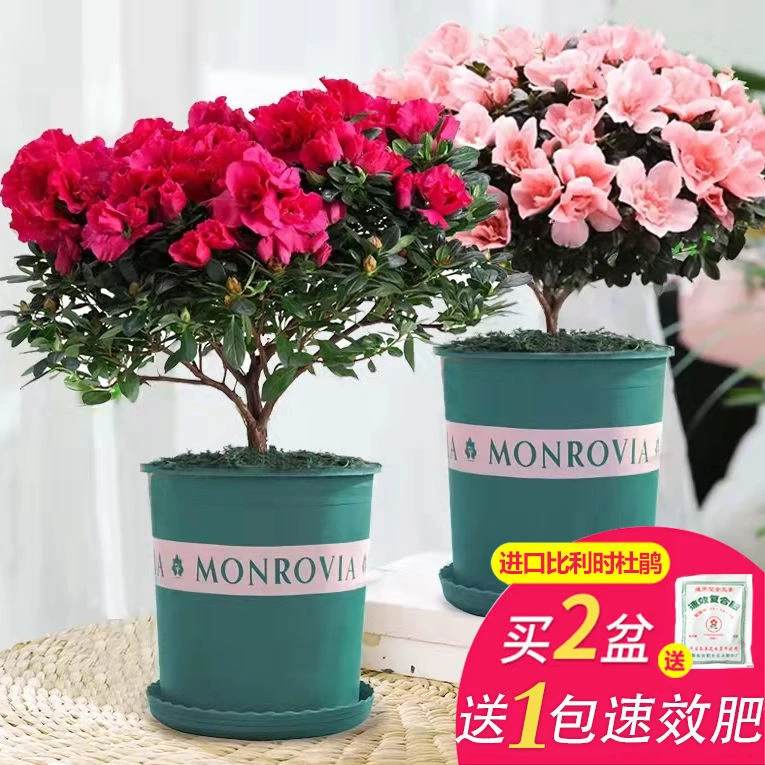 杜鹃花盆栽花卉植物室内花带苞大颗老桩四季开花植物好养易活绿植