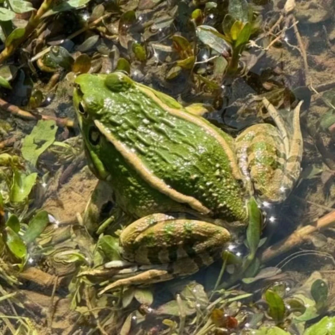 大蛙、【自己回家处理10-13只/斤】