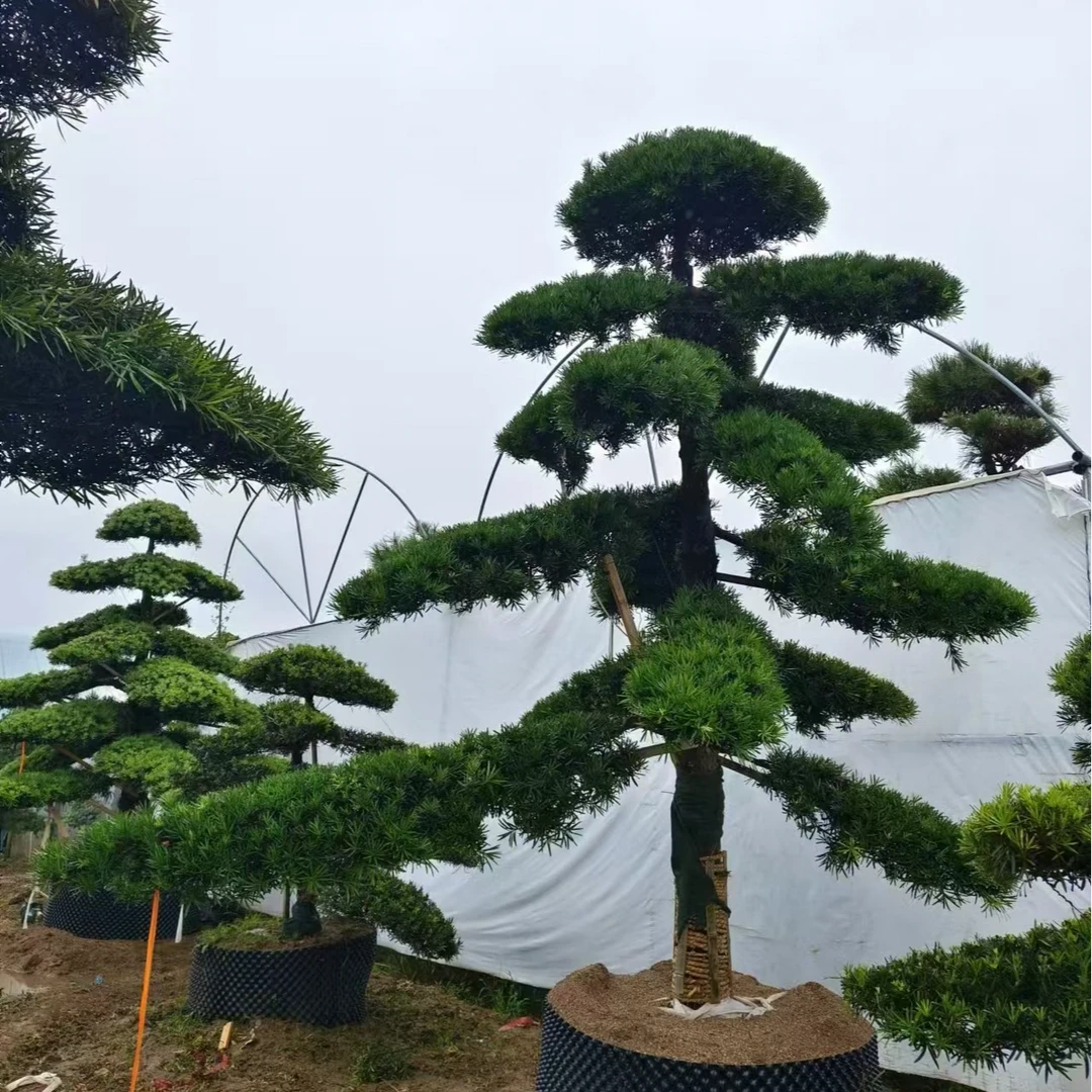 罗汉松、庭院、别墅、一物一拍