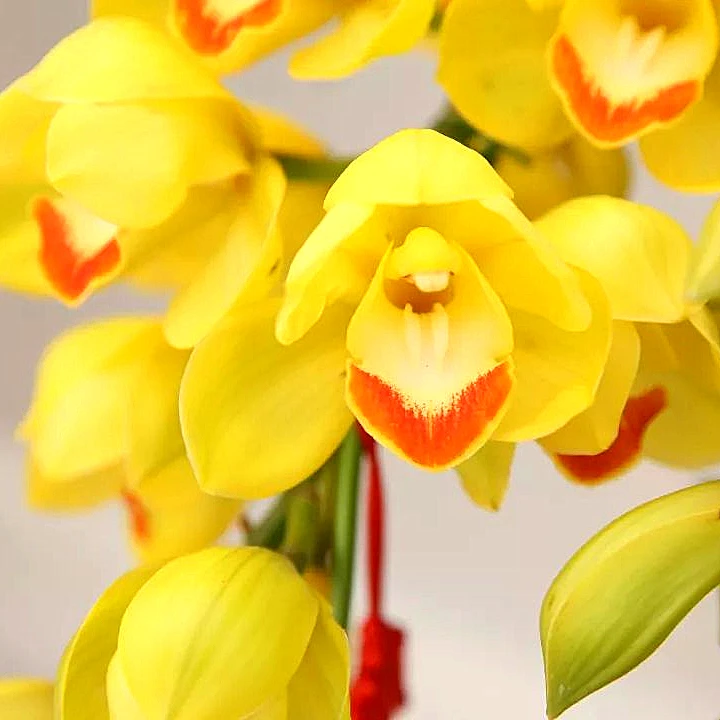 【黄金万两】大花惠兰 云南高原兰花 花期长 年宵花