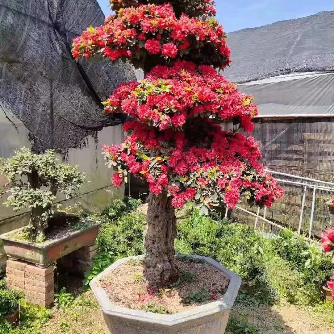 （一物一拍抖樱杜鹃园盆景地景开花红色发货（不三角梅三角梅老桩