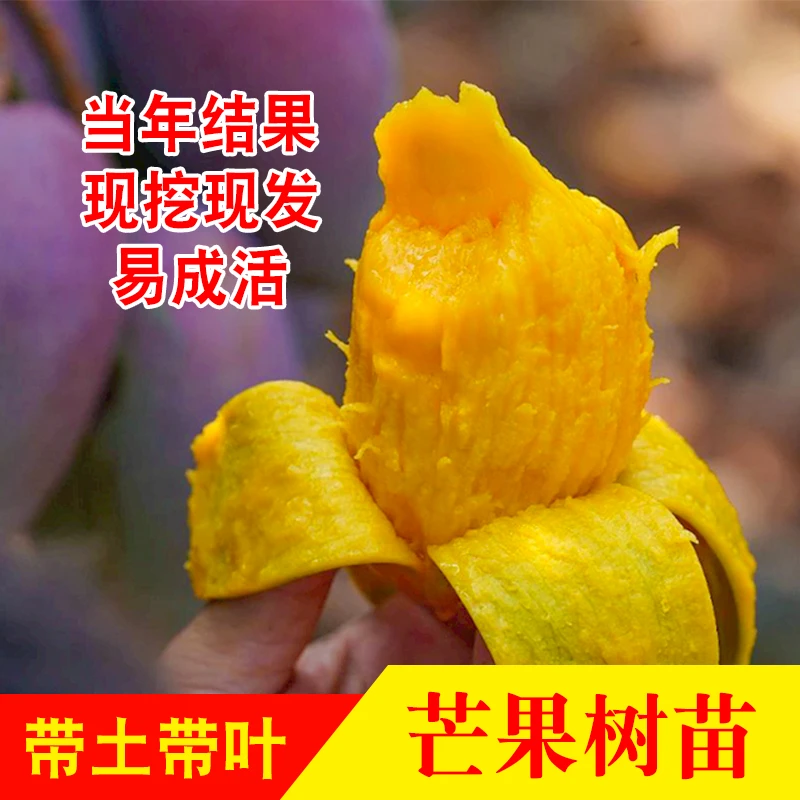 芒果苗金煌台农桂七四季芒红贵妃嫁接芒果树苗地栽盆栽