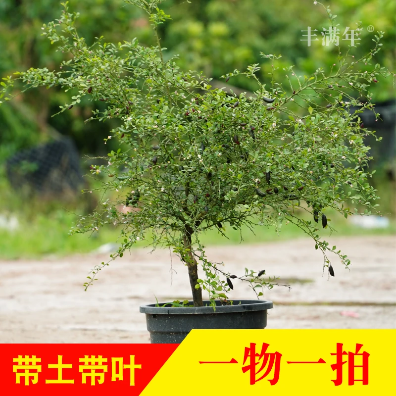 精品花园植物容器苗↓一物一拍↓带土带叶发货