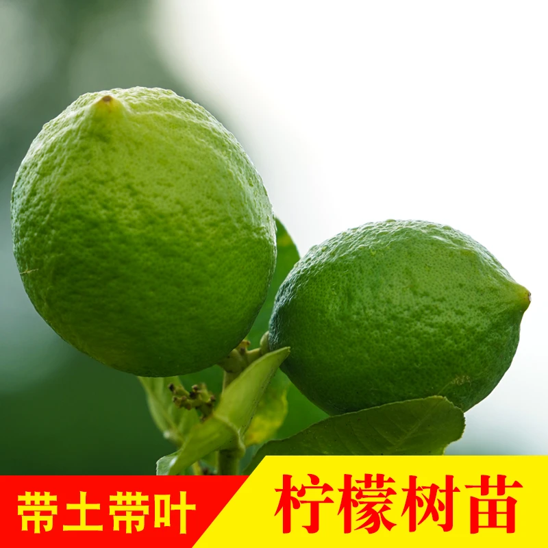 【直播专属补贴】四季广东无籽香水柠檬青柠檬盆栽苗地栽庭院种植