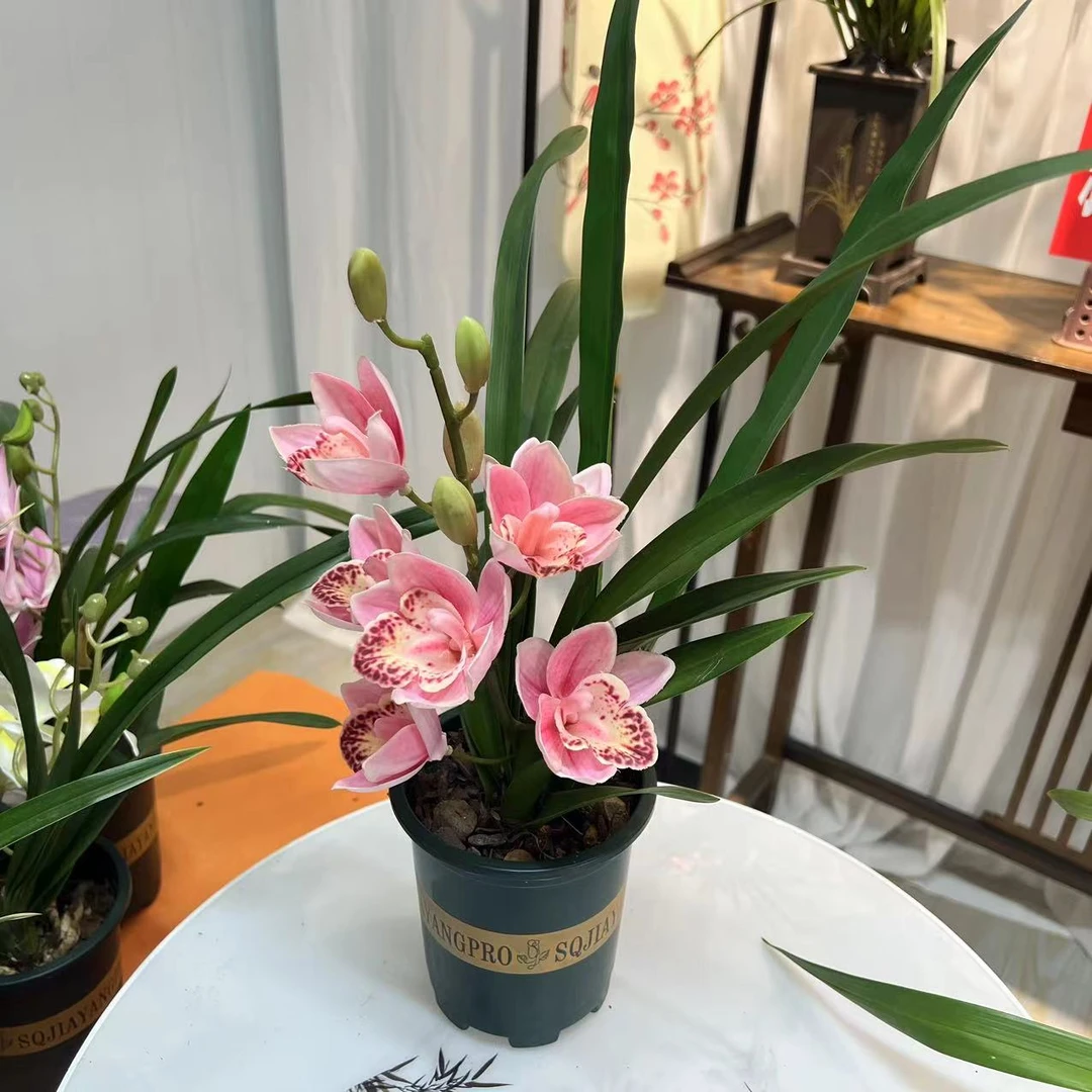 【金边胭脂粉 带盆带土栽种好发货 】高端兰花室内好养易成活