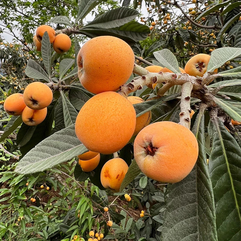 【稀缺果王60g+】大五星枇杷鲜果现摘当季新鲜水果琵琶果整箱包邮