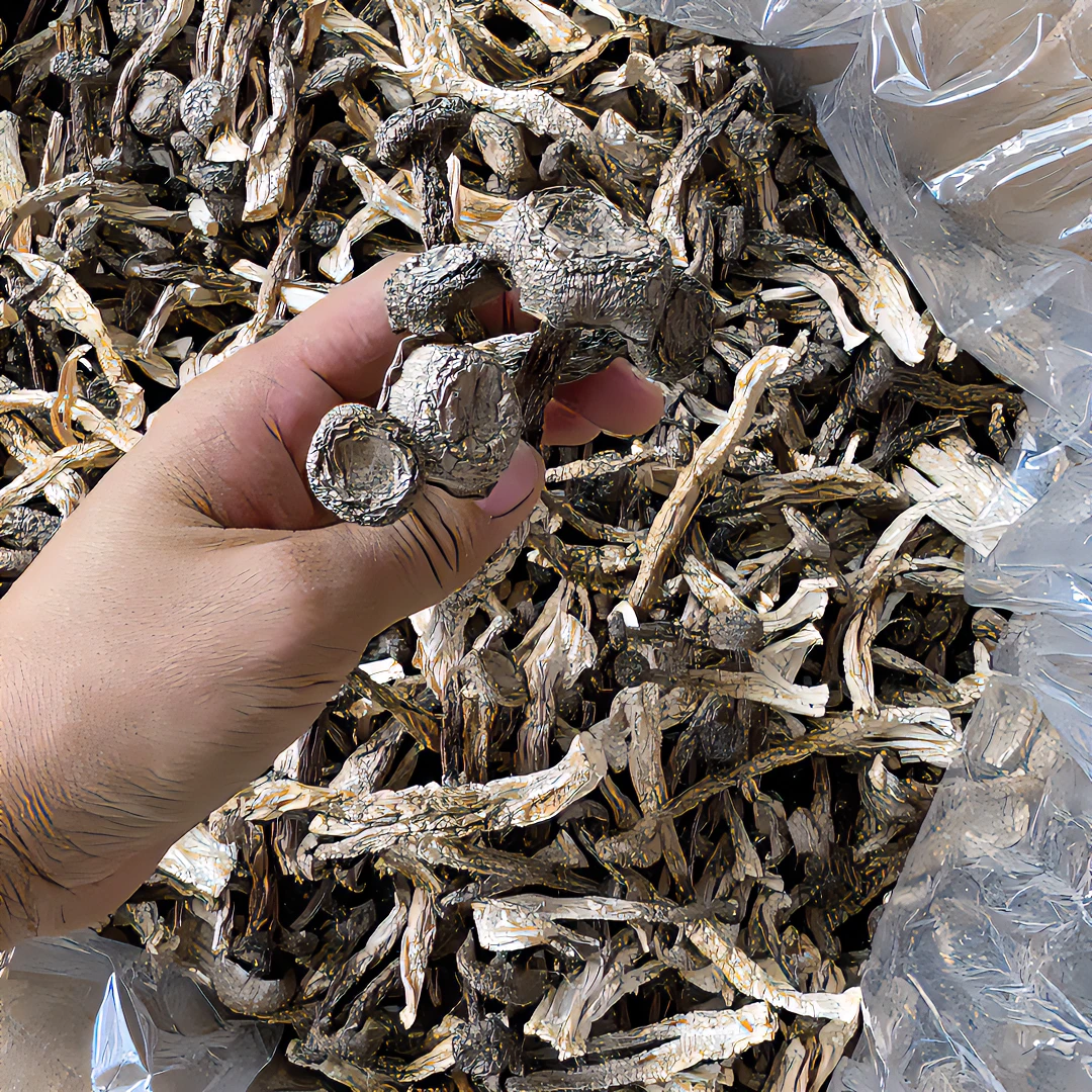 福建鹿茸菇干货的爆炒火锅煲汤脆嫩精选250～500