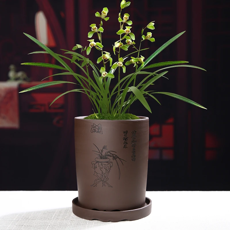 紫砂兰花蝴蝶兰君子兰花盆透气陶瓷兰草盆专用盆带托盘瓷盆景多肉