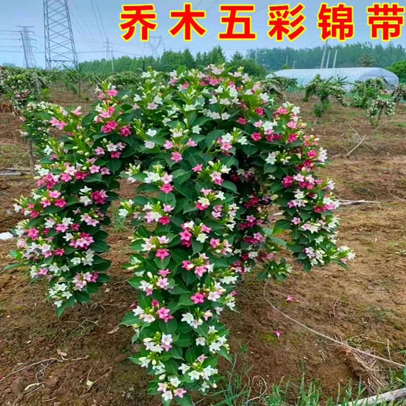 乔木五彩锦带花树别墅庭院楼顶阳台盆栽抗寒抗旱四季适应品种植物