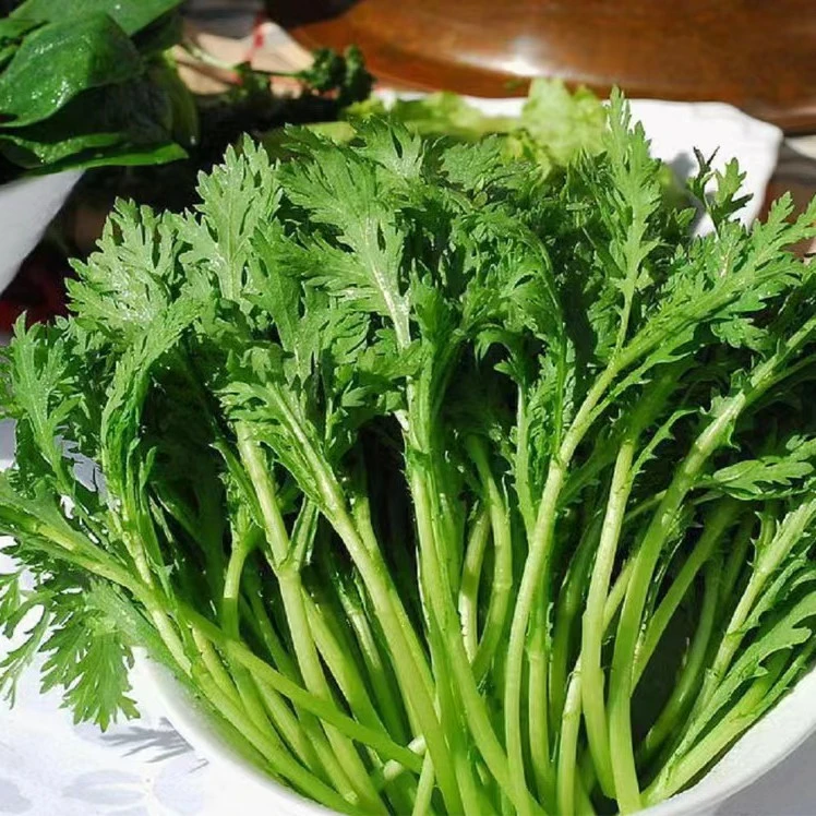 常熟本地现采现发茼蒿(400G)绿色蔬菜