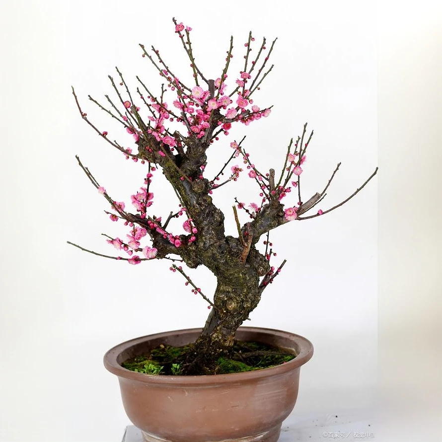 一物一拍（腊月正月开花） 包邮1