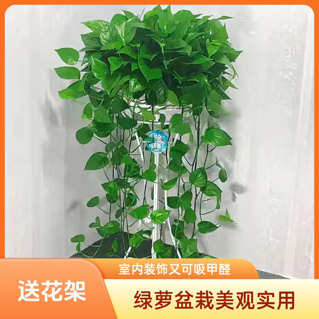 大盆长藤绿萝盆栽室内吸甲醛爬藤植物垂藤客厅水培土培花卉含架子