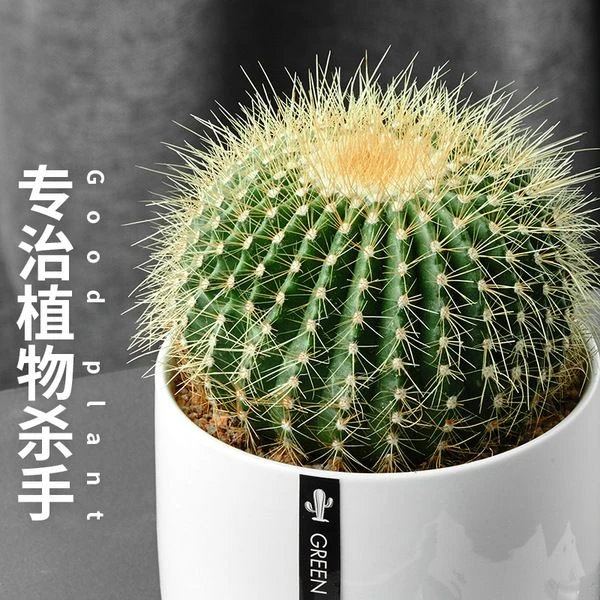 仙人球盆栽室内懒人种植花卉仙人掌电脑桌面绿植盆栽多肉植物盆景