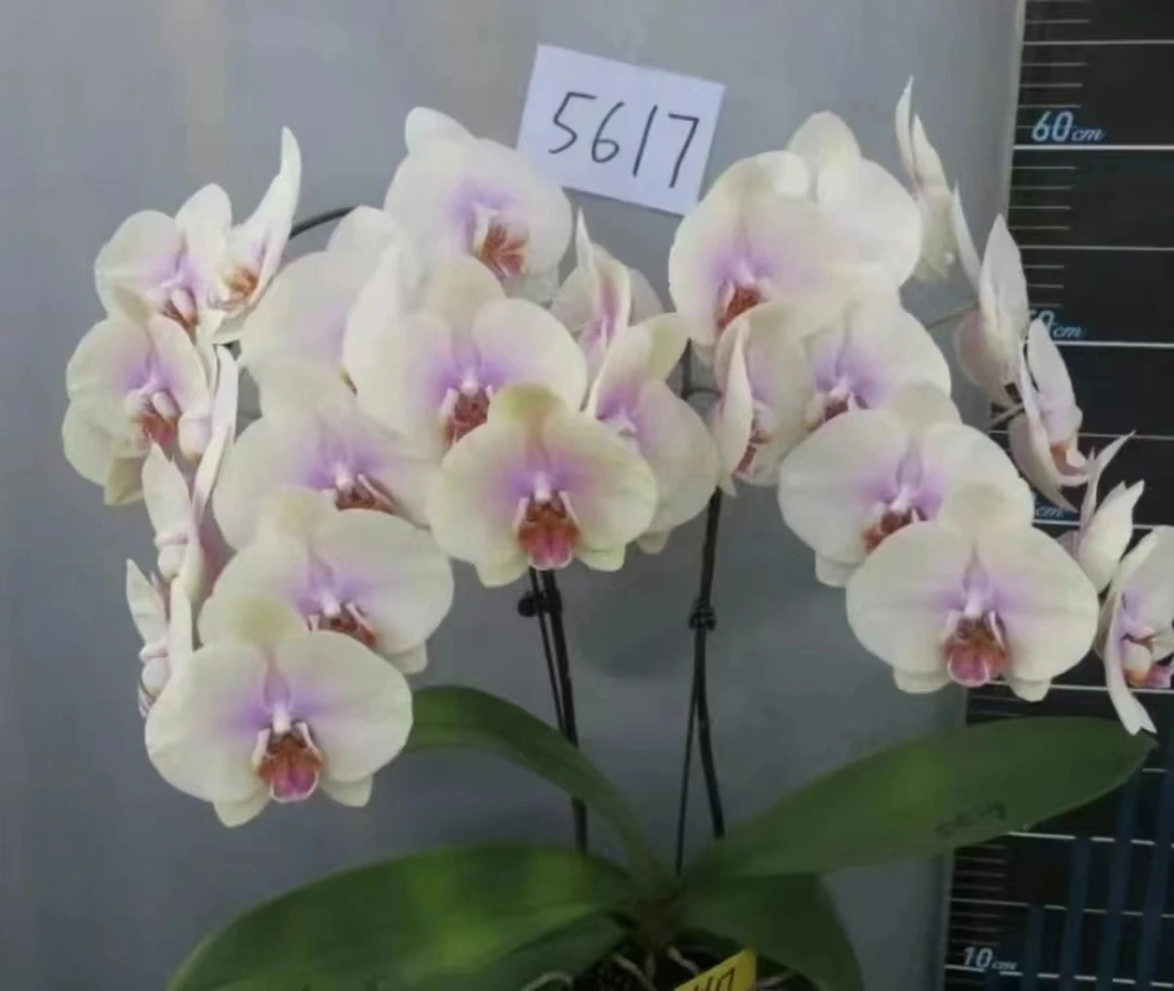 【钜宝如画】蝴蝶兰2.8寸杯苗