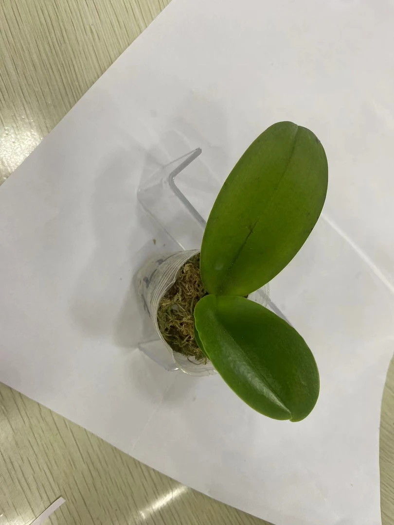 【蓝色珍妮弗】原生苗蝴蝶兰1.7寸杯苗