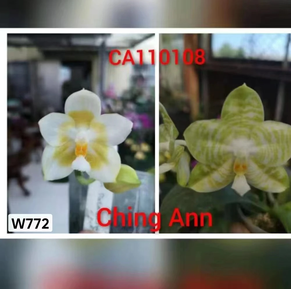 【数据库交虎】原生苗蝴蝶兰2.5寸杯苗