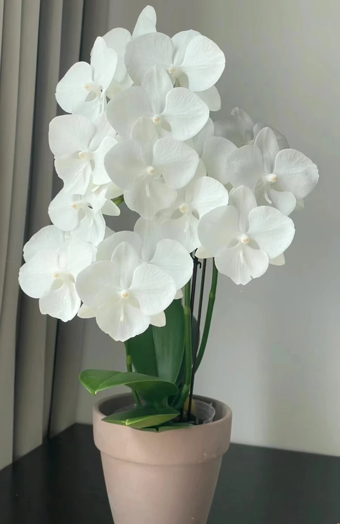 【白天鹅】蝴蝶兰2.8寸杯苗