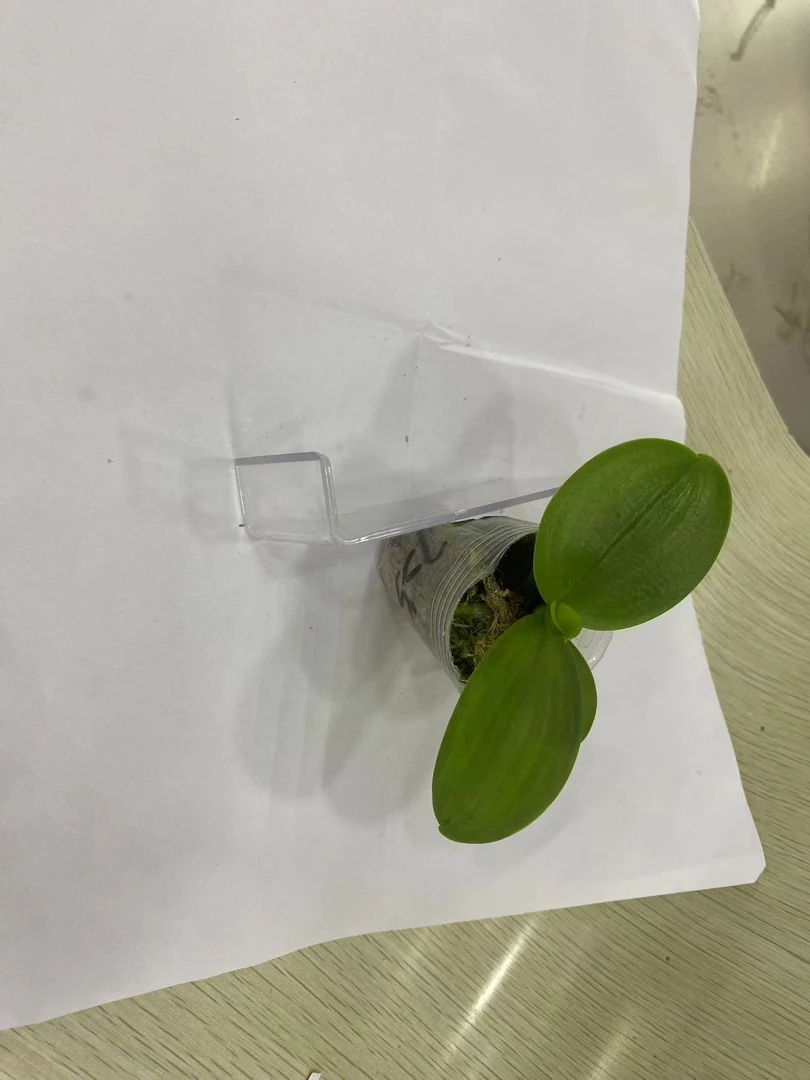 [k106】蝴蝶兰2.5寸杯苗