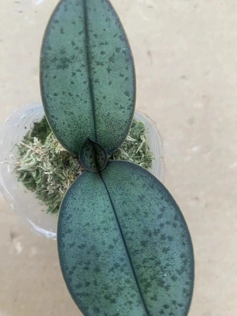 【西雷利】蝴蝶兰3.0苗 不售后