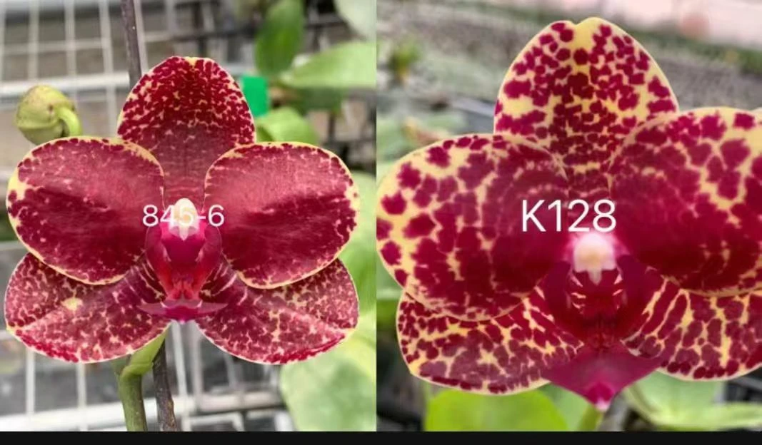 【S768】实生苗蝴蝶兰1.7寸杯苗