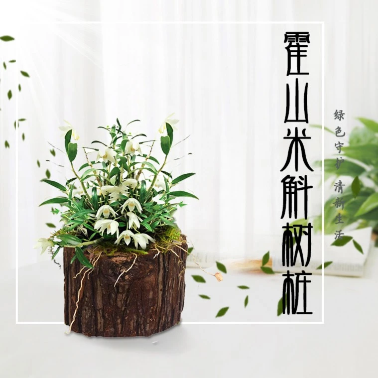 米斛树桩三年苗铁皮枫斗苗铁皮石斛驯化苗