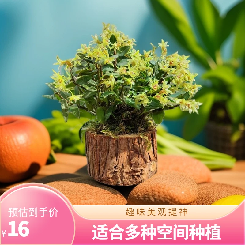 斛森堂铁皮石斛带木桩种好室内绿植红杆软脚可切食用开花