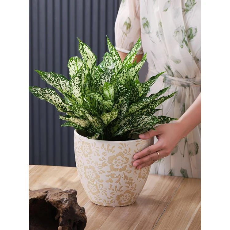 多肉花盆陶瓷花盆直播兰花花盆直播间现场直播卖货小花盆