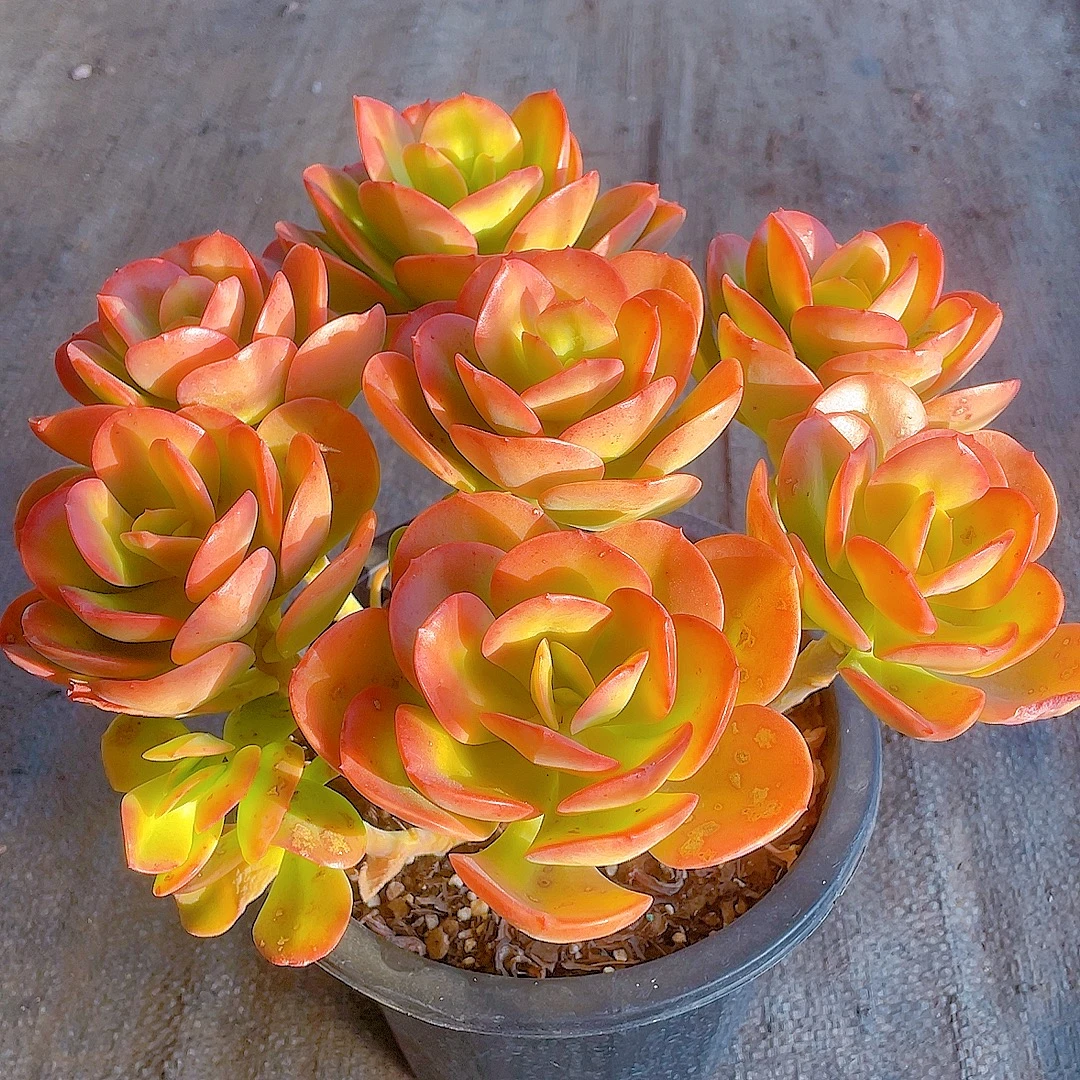 香水红梅（脱土） 多肉植物 美观 好看好养 星花怒放