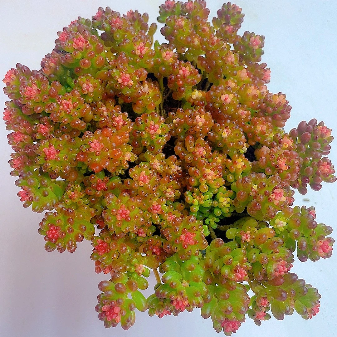 七彩龙珠 带盆带土 多肉植物 盆栽 美观