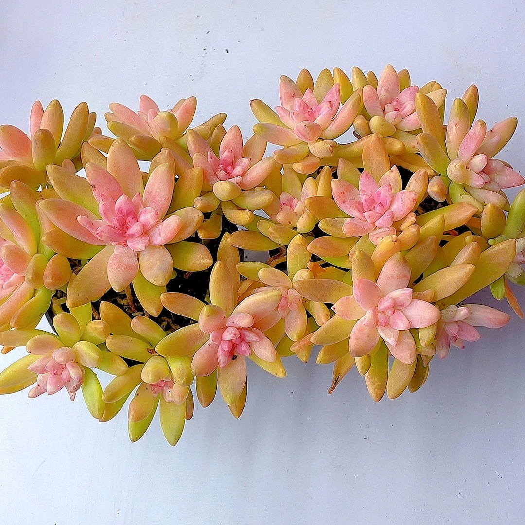 紫霞仙子（买一送一） 带盆 多肉植物